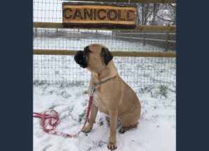CaniCold i snevejr