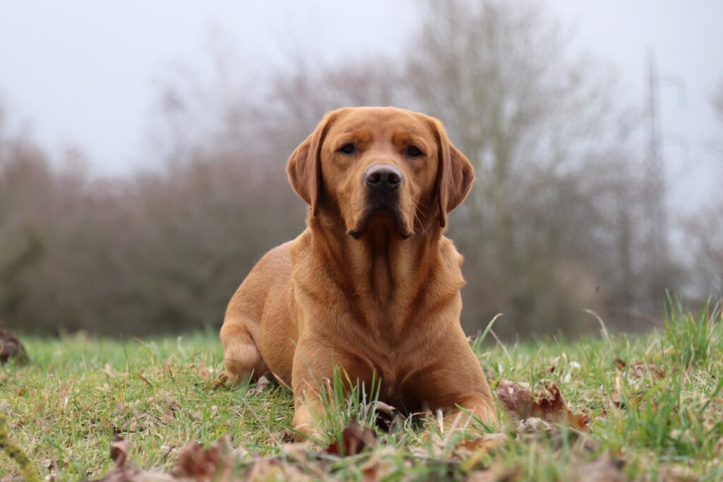 Wauniago Fowler - Bryn - Ejes af Carsten Nissen, Kennel Hengsager