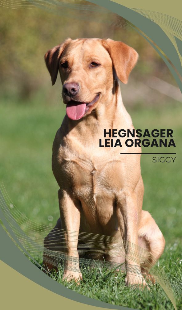 Hegnsager Leia Organa - Siggy