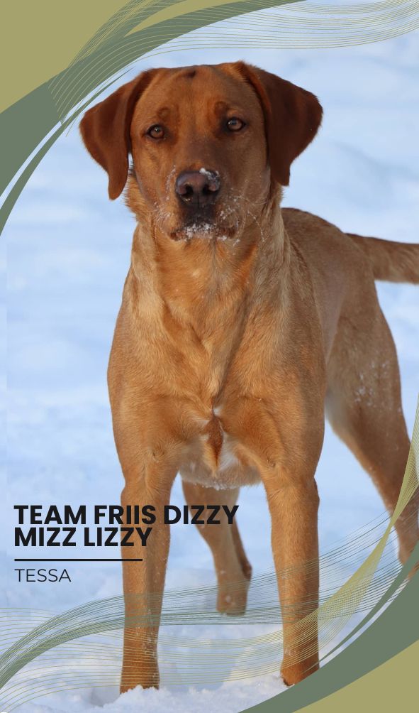 Team Friis Dizzy Mizz Lizzy -Tessa