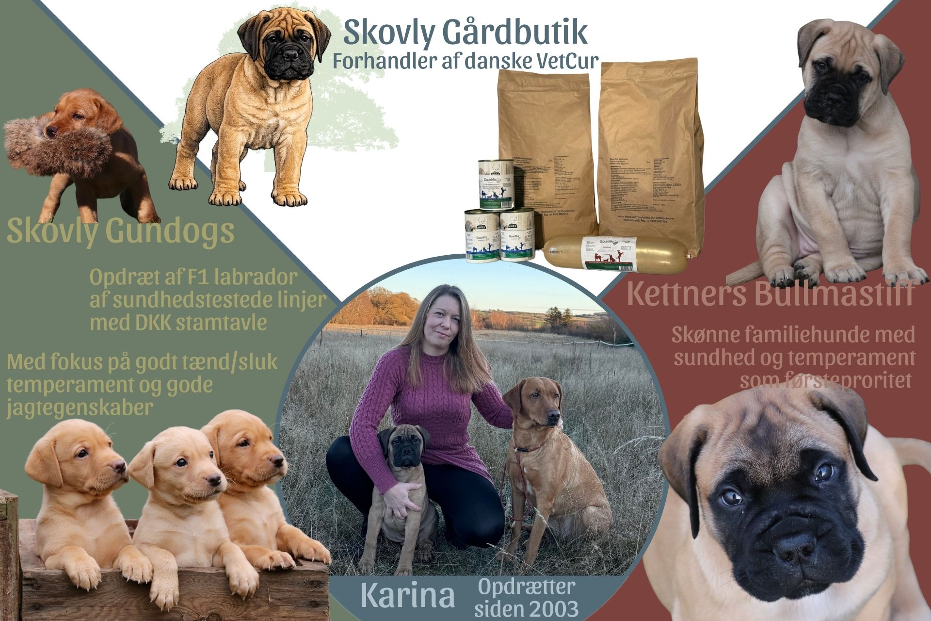 Ketters Bullmastiff Skovly Gundogs Skovly Gårdbutik